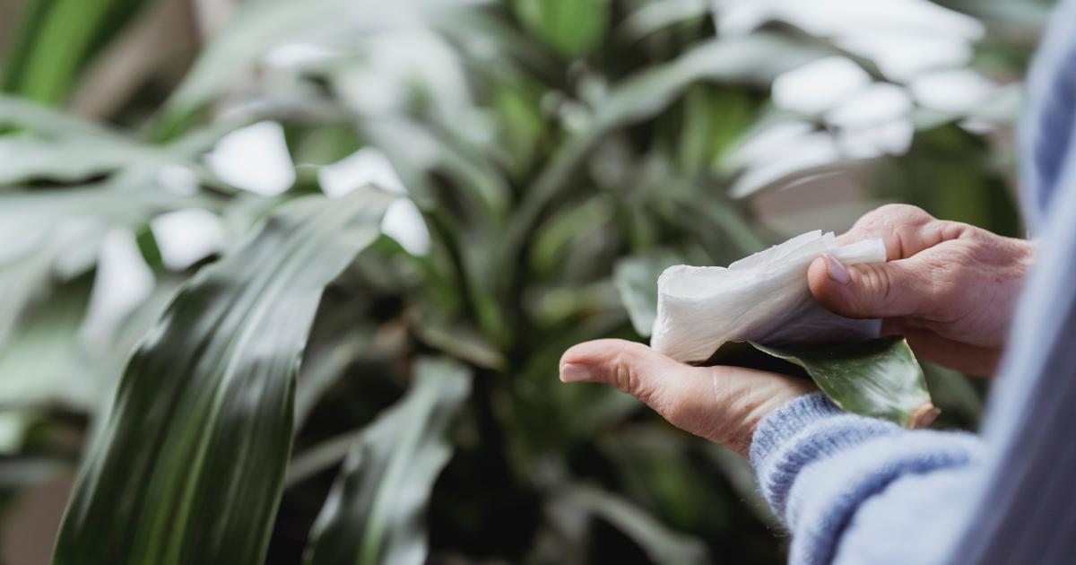 Prach na listu umělé rostliny utíraný hadříkem z mikrovlákna