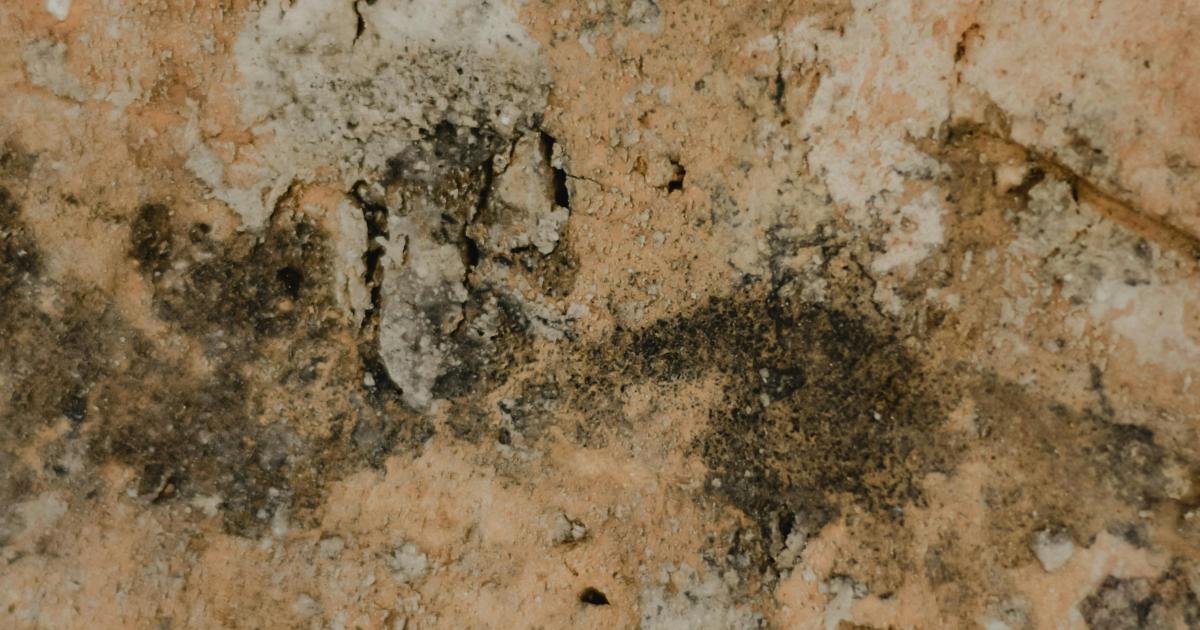 Jak se zbavit plísně v bytě i za skříní? (Pražský návod)