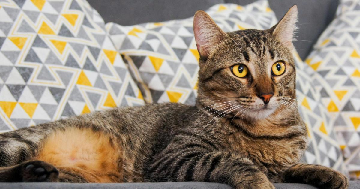 Šťastný pes v čisté domácnosti