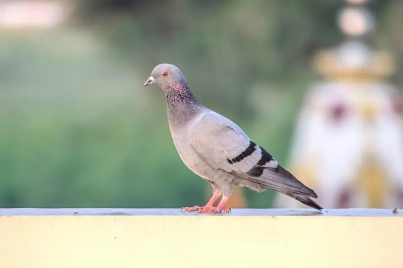 Jak vyčistit balkón od holubího trusu? Pozor na zdraví
