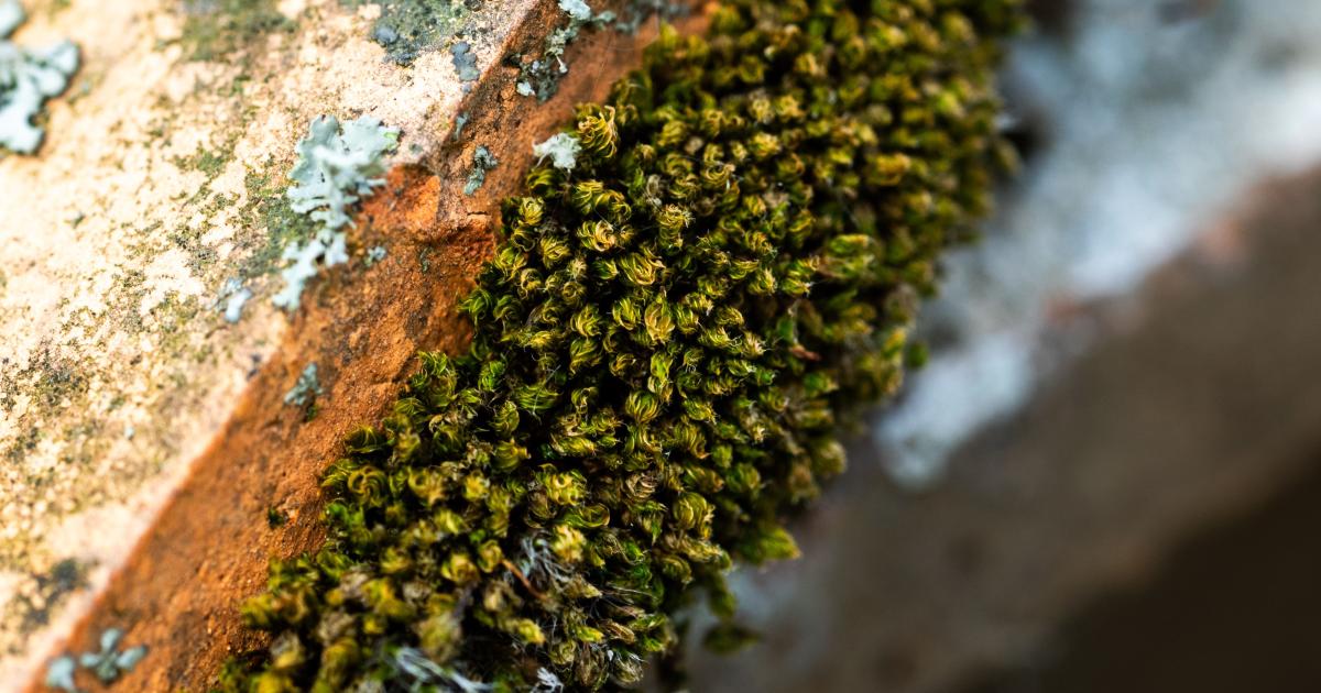 Detailní záběr na člověka, který pomocí tvrdého drátěného kartáče odstraňuje hlínu a mech ze spár mezi dlaždicemi