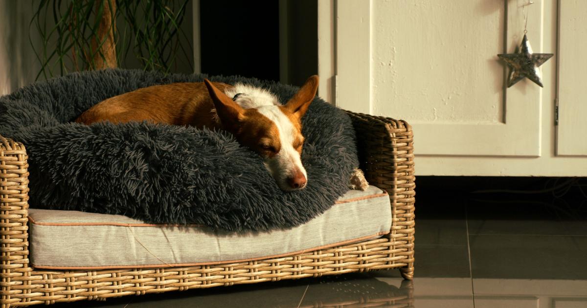 Zlatý retriever spící stočený do klubíčka na velkém, nadýchaném šedém pelíšku v prosluněném obývacím pokoji